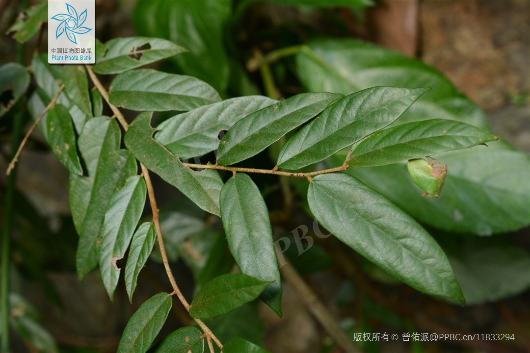 Lòng mang lá hẹp